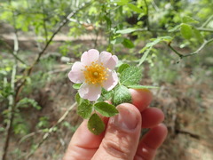 Rosa