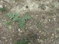 Angiospermae
