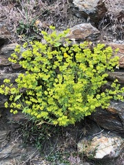 Euphorbia