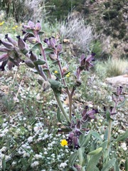 Angiospermae