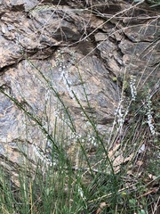 Anarrhinum