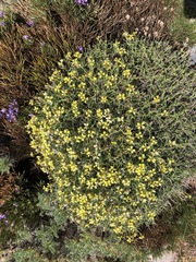 Angiospermae