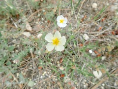 Cistaceae