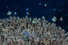 Dascyllus reticulatus