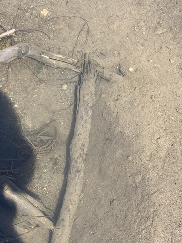 iNaturalist observation photo of Minnows, Suckers, Carps, and Loaches