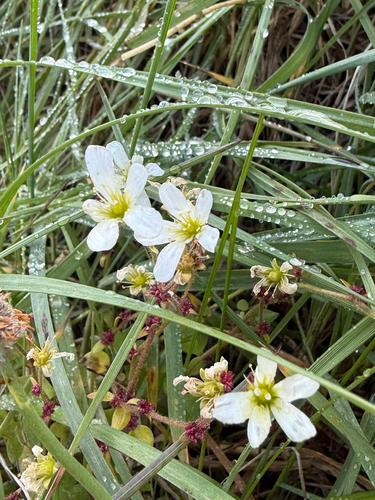 Nodding saxifrage (Saxifraga cernua)