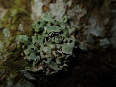 Menegazzia neozelandica