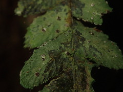 Byssoloma subundulatum