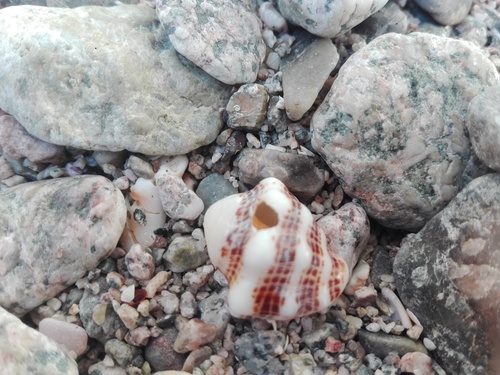Vasula speciosa