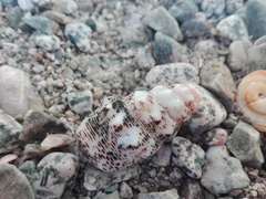Cerithium maculosum