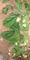 Clerodendrum thomsoniae