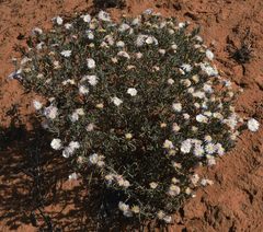 Lampranthus stipulaceus
