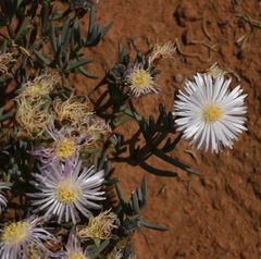 Lampranthus stipulaceus