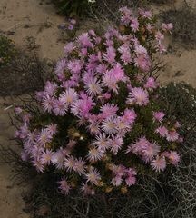 Lampranthus stipulaceus