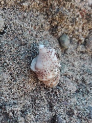 Cerithiidae