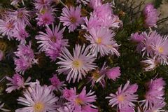 Lampranthus stipulaceus
