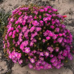 Lampranthus stipulaceus