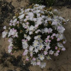 Lampranthus stipulaceus