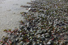 Samolus repens repens