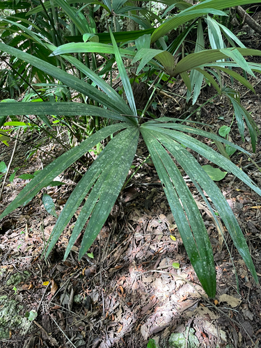 Root-spine palm (Cryosophila stauracantha)