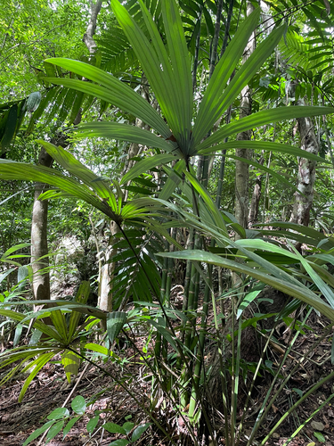 Cryosophila stauracantha, photograph 6