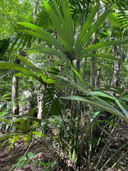 Cryosophila stauracantha, photograph (c) Amelia Tauber, some rights reserved (CC BY)