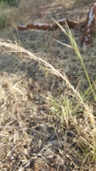 Austrostipa drummondii