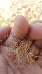 Austrostipa drummondii
