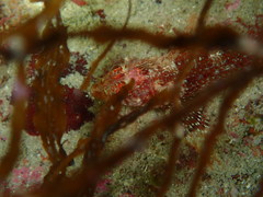 Tripterygion delaisi