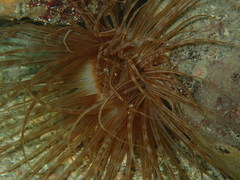 Cerianthus membranaceus