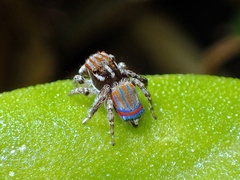 Maratus tasmanicus