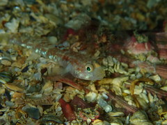 Pomatoschistus pictus
