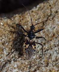 Catasphactes coprias