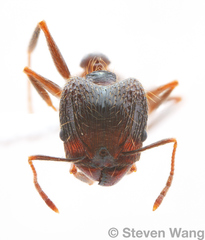 Pheidole nodus
