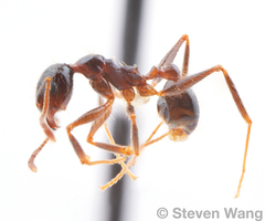 Pheidole nodus