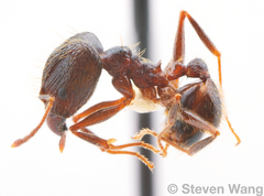 Pheidole nodus