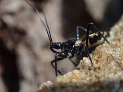 Catasphactes coprias