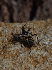 Catasphactes coprias