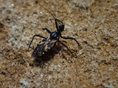 Catasphactes coprias