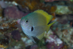 Pomacentrus nigromarginatus