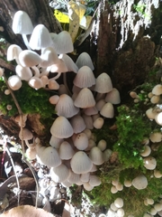 Coprinellus disseminatus