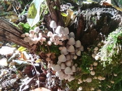 Coprinellus disseminatus