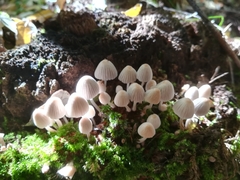 Coprinellus disseminatus