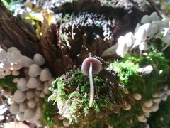 Coprinellus disseminatus