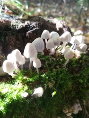 Coprinellus disseminatus