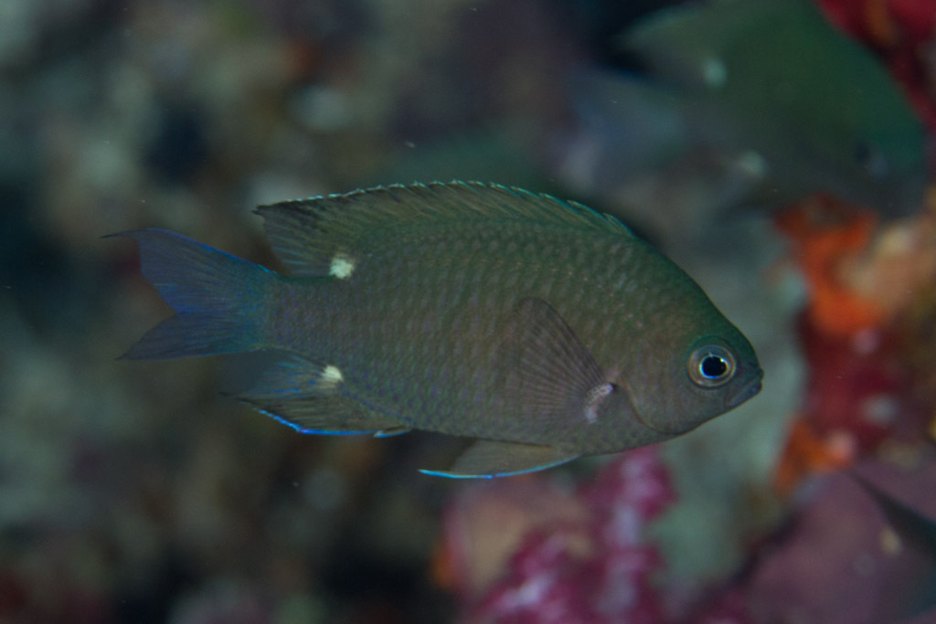 Twinspot chromis