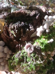 Coprinellus disseminatus