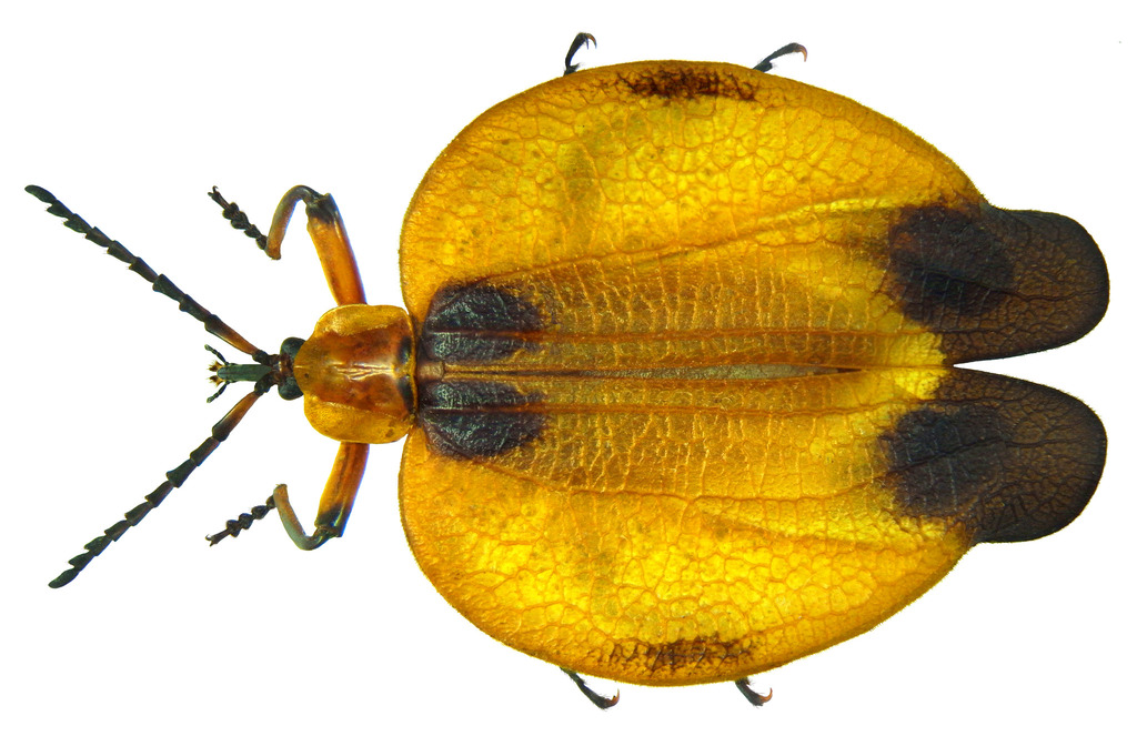 Tailed Net-winged Beetle