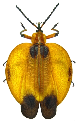 Tailed Net-winged Beetle photo 4