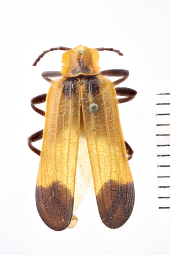 Tailed Net-winged Beetle photo 5